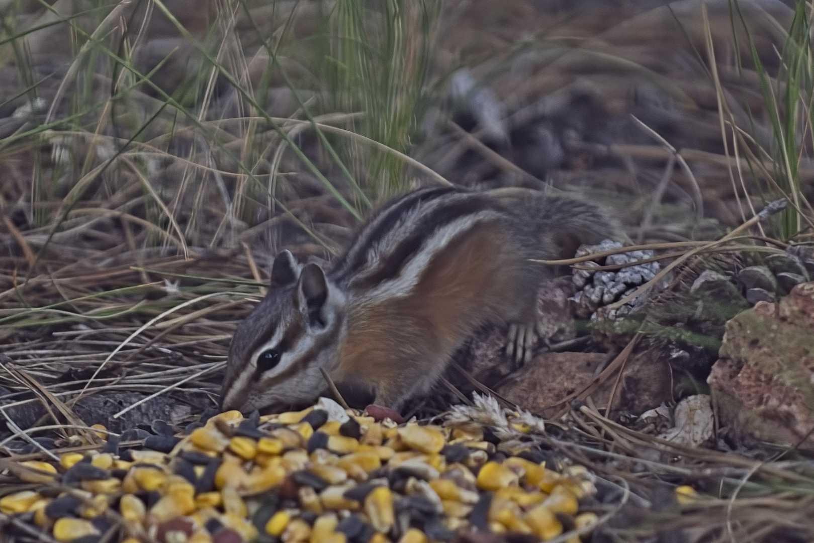 Chipmonk