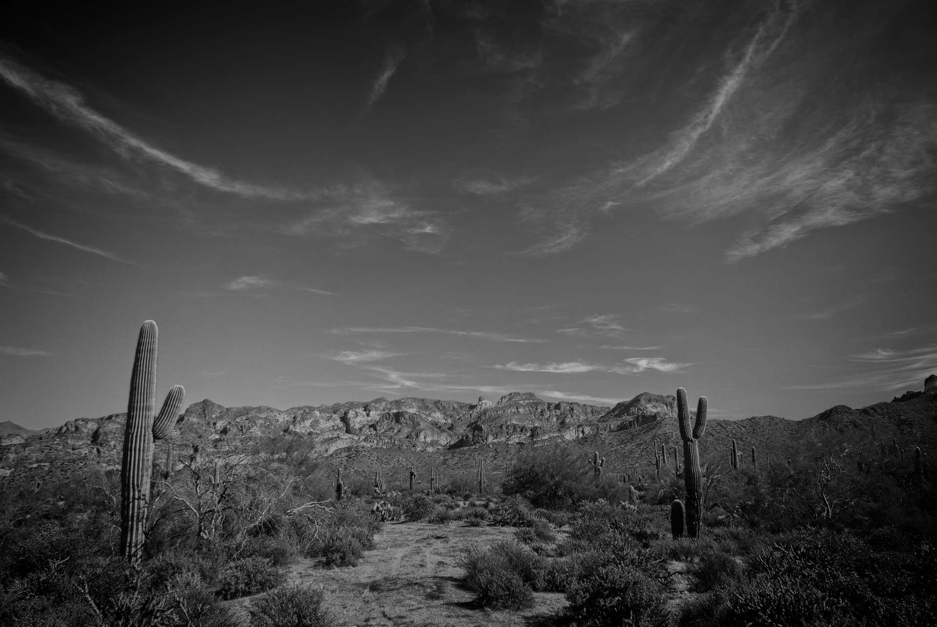 Salt River Desert